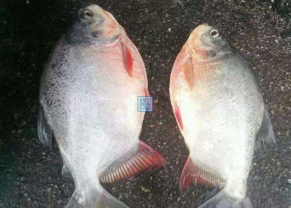 池塘垂钓,火腿肠钓凶猛淡水鱼,收获锋利牙齿的淡水"食人鲳鱼"