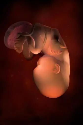 040周胎儿在子宫内的样子快看看你家宝宝现在长啥样