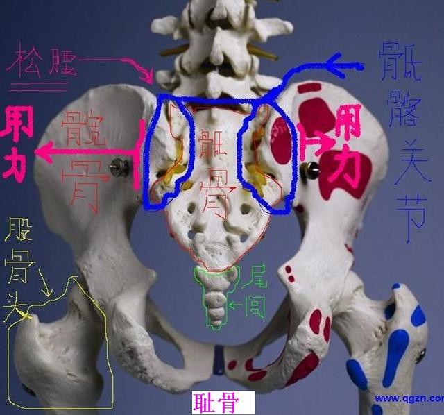 为什么说尾闾是太极拳内功修炼的关键部位附松尾闾四步功诀