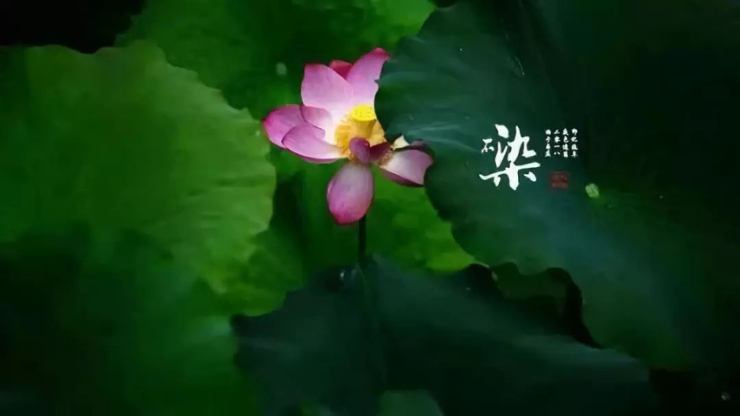 拈花一笑,岁月静好