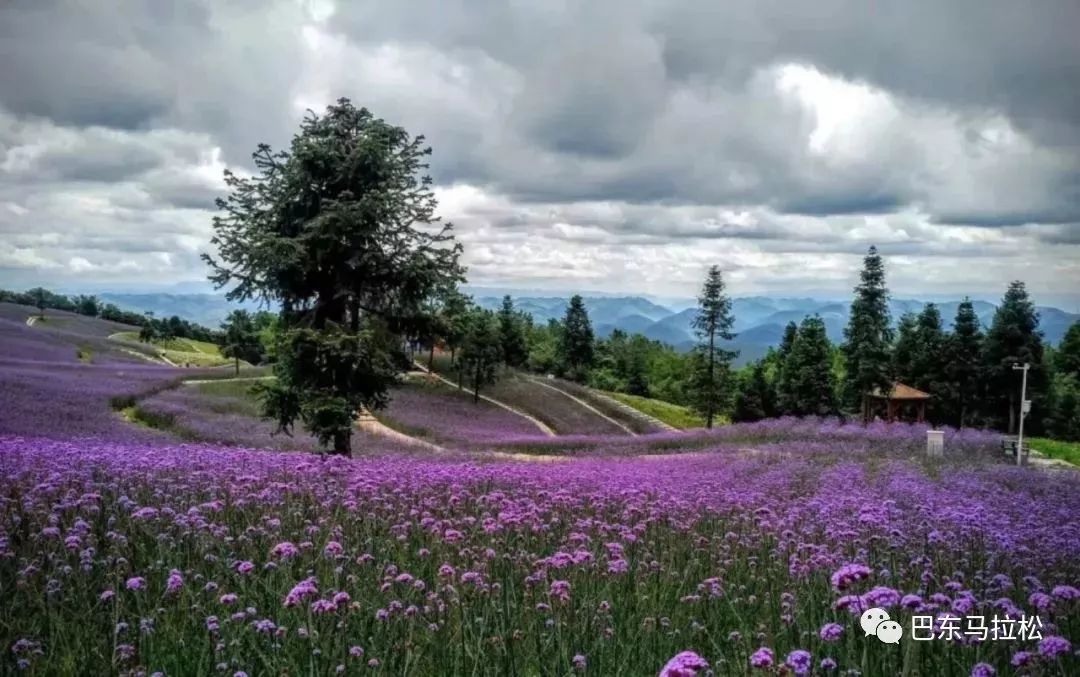 花海马拉松 | 2018秘境巴东高山森林国际半程马拉松报名开启