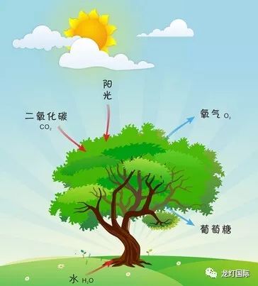 植物光合作用示意图