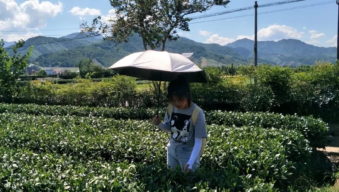 暑期社会实践 | 看山看水到丽水,访古问茶到松阳