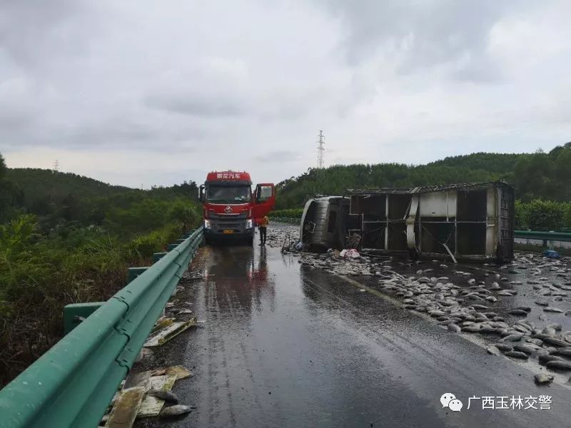 玉林博白又要出名了,高速公路上竟然有鱼抓.