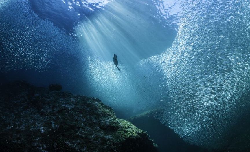 全球80%的渔业资源枯竭,海洋在2048年将会被掏空