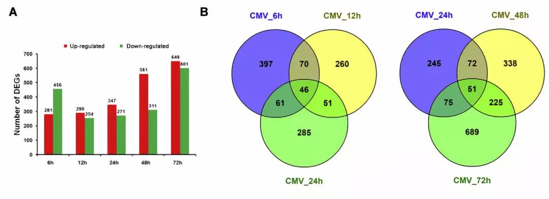 图1 cmv感染后5个不同阶段差异表达基因(degs)和韦恩图