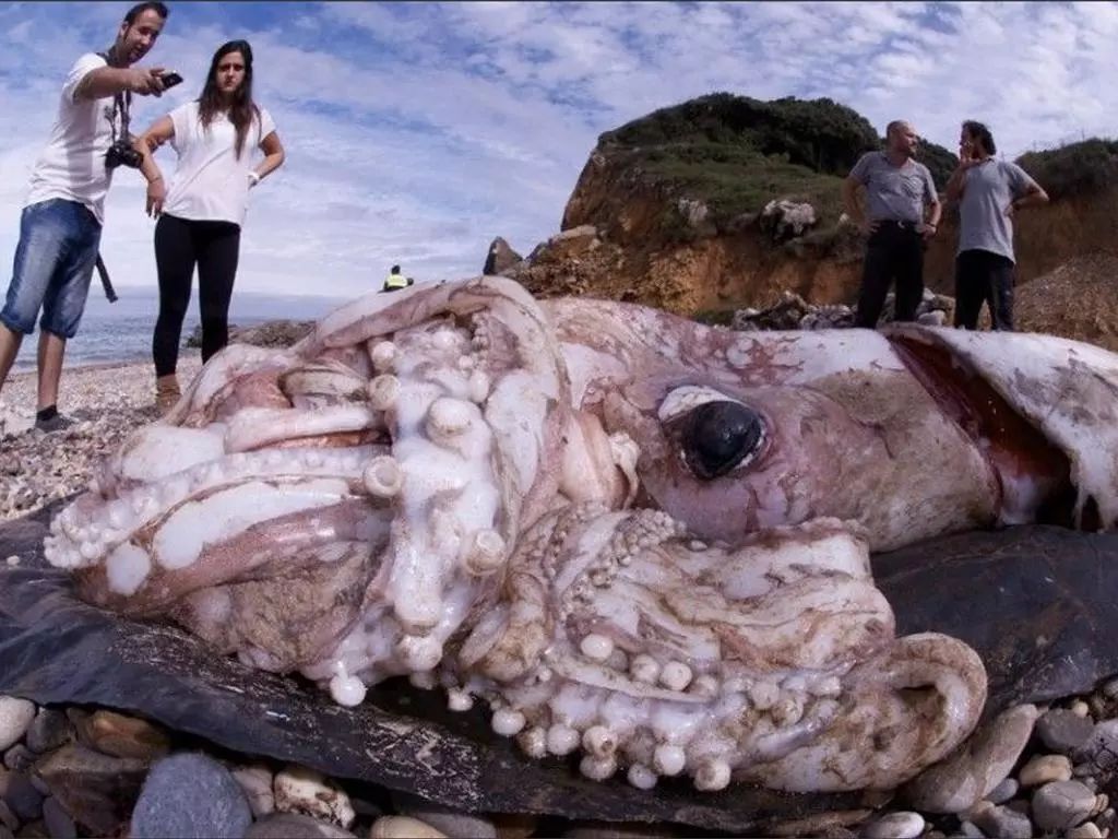 海洋里也有噪声污染?噪声污染对生物的影响有多大?(三)科技