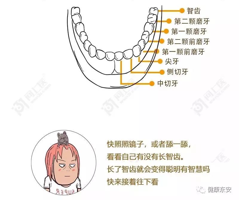 长智齿其实和智力的高低