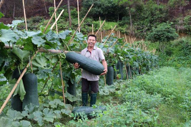 农民大哥种植夏季畅销型的它,年入10万元