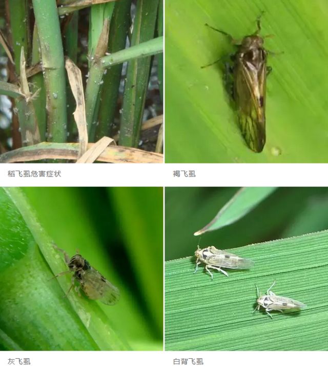 虫害篇|水稻病虫害识别与防治【稻农收藏】