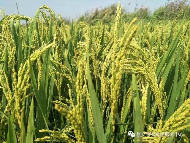 水稻出穗灌浆期的田间管理-水份管理