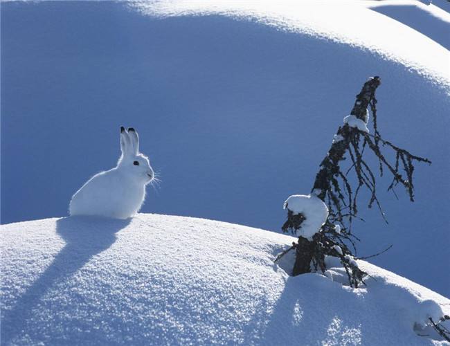 世界最萌的兔子,长得像一团雪球,但站起来后形