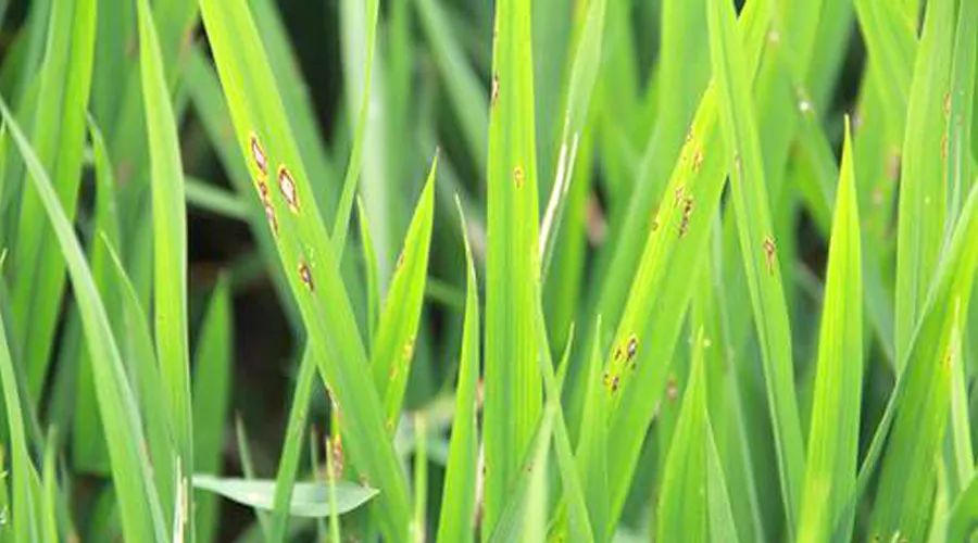 警惕水稻稻瘟病大发生, 高效防治关键是破口期及时