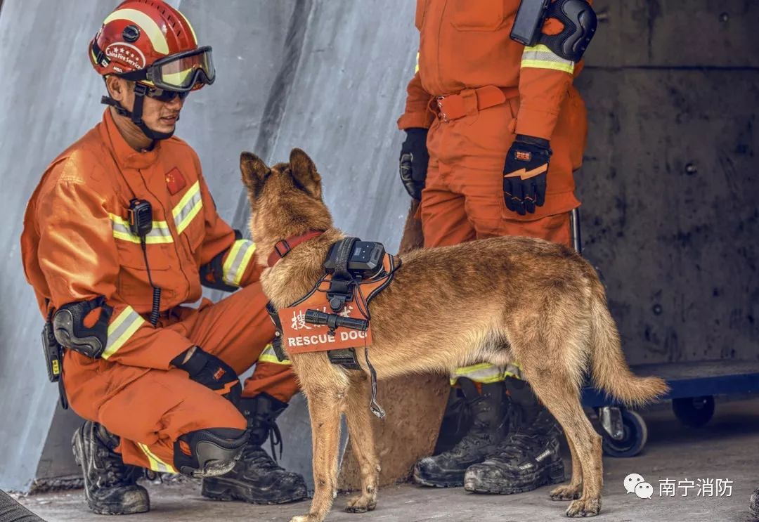 高科技,神助攻—"犬用图传设备",了解一下