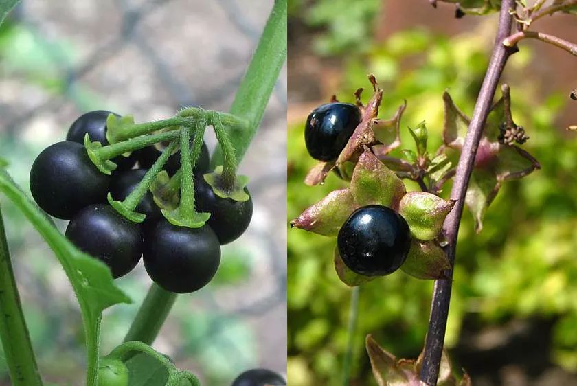 龙葵与颠茄长得非常像,都是茄科(solanaceae)近亲,野生果子极易混淆.