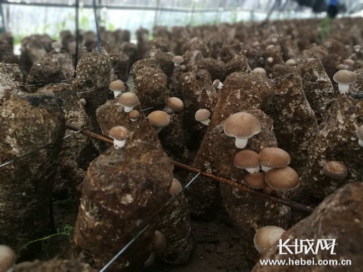 全身心的在香菇大棚里打工,不仅学到了种植香菇的技术,收入也多了很多