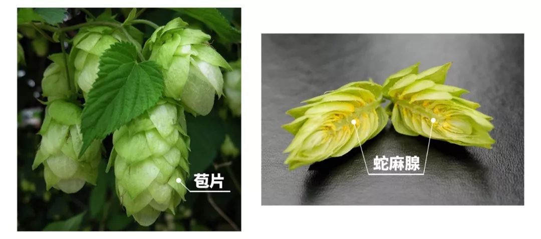 ▍啤酒花不是花,蛇麻草的名字更形象.