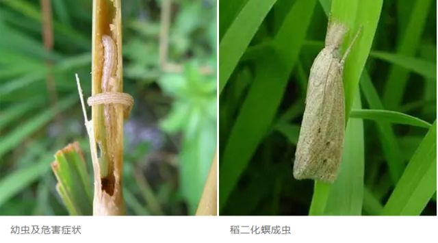 虫害篇水稻病虫害识别与防治稻农收藏
