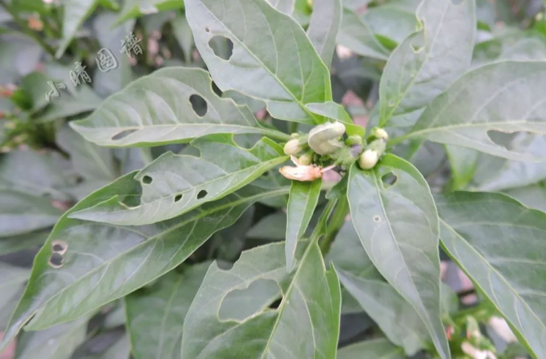 甜菜夜蛾正在咬食辣椒顶端,怎么样,你找到它了吗?