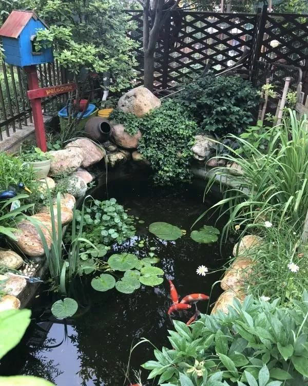 80㎡院子,建个"锦鲤鱼池"装点下,让人看了心旷神怡!