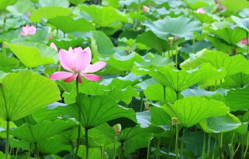 在这炎炎夏日带给人一丝清凉