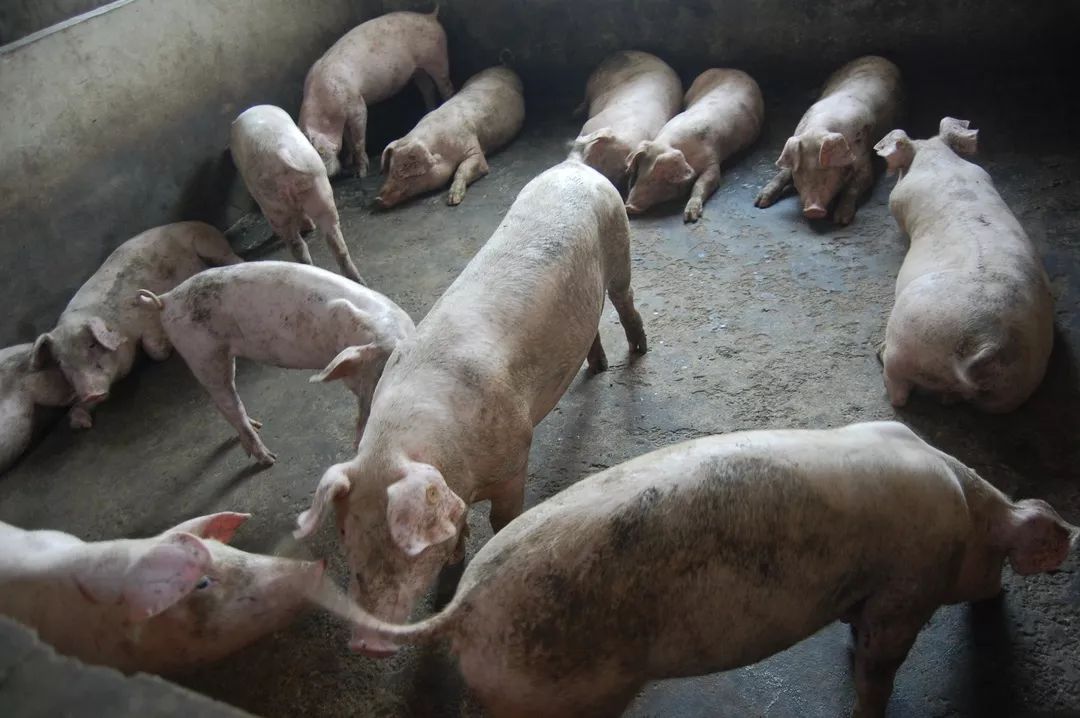 溧阳"天蓬元帅" 打造常州地区首屈一指的花园式养猪场