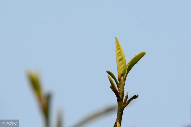 按顶芽的活动状况可分为正常芽叶和异常芽叶(对夹叶.