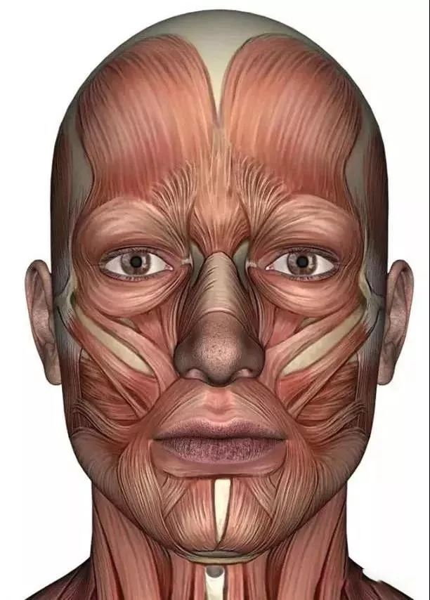 面部肌肉解剖知识详解(上面部)