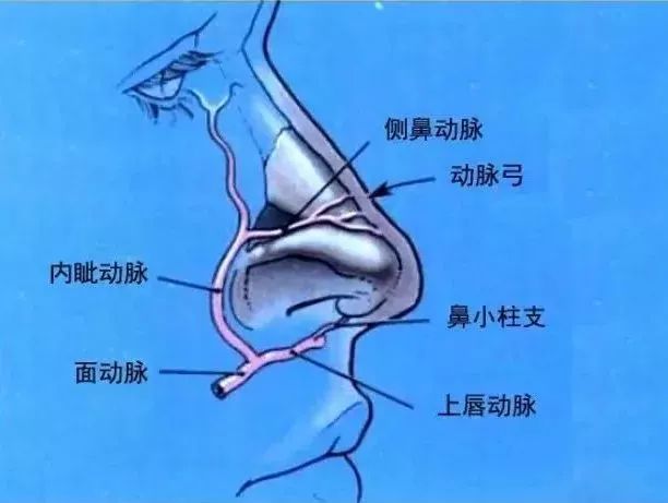 鼻整形专栏 | 鼻部解剖结构