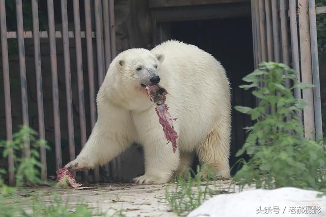 夏季也吃植物性食物.生活在动物园里的北极熊吃什么呢?