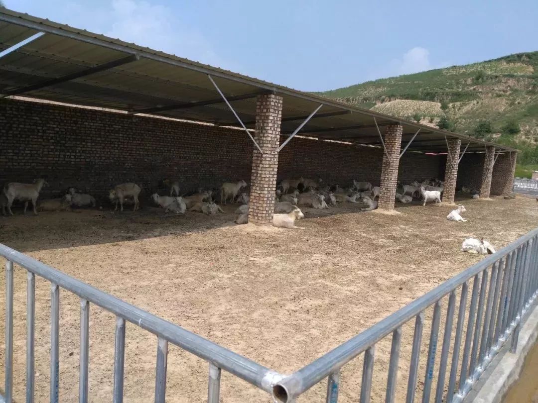 图为养殖场进购的种羊