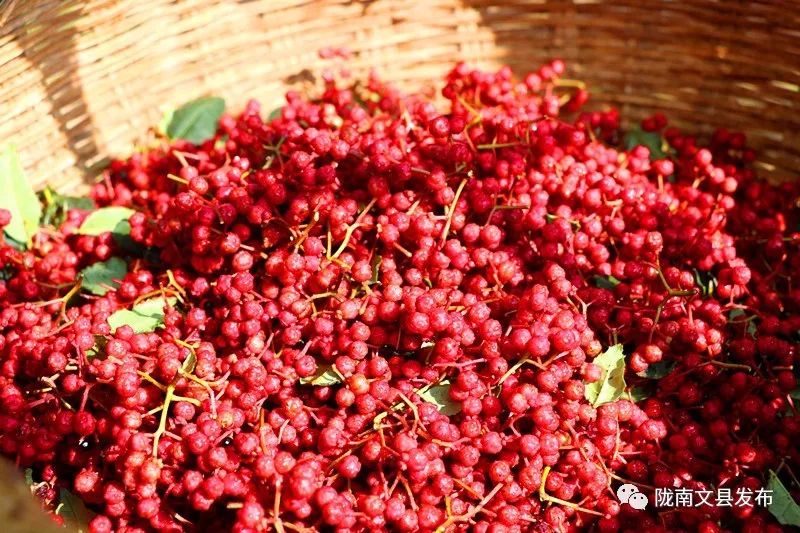 花椒红了椒农乐了文县石鸡坝镇哈南村花椒种植区见闻