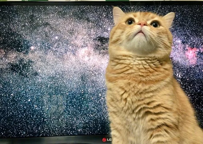 主人正在看宇宙类的电视节目, 电视画面和猫咪融在一起, 看什么看,喵