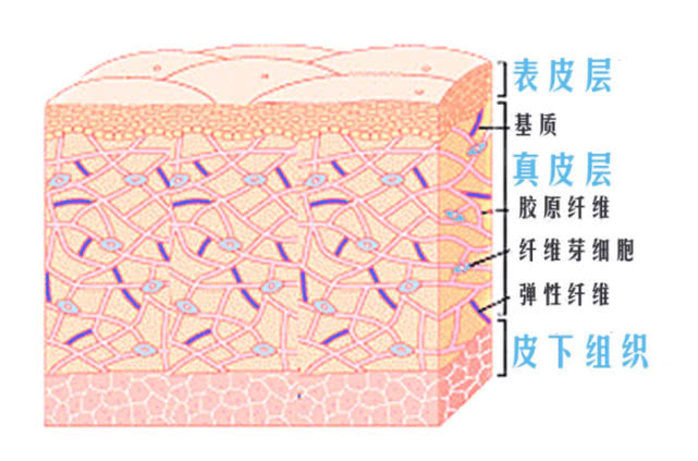 真皮层1,纤维分为胶原纤维,弹性纤维及网状纤维胶原纤维:由胶原蛋白