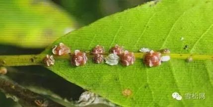 一,红蜡蚧以下就常见和危害性大的20种苗木害虫进行分类和习性分析
