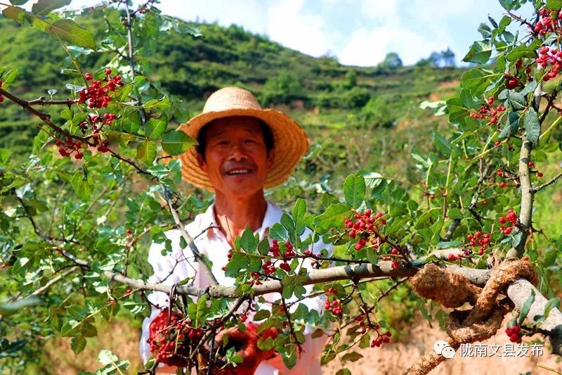 花椒红了椒农乐了文县石鸡坝镇哈南村花椒种植区见闻