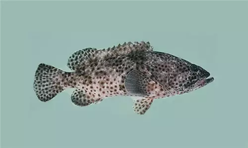鱼课堂石斑鱼一种花样繁多的深海鱼