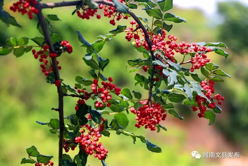 花椒红了椒农乐了文县石鸡坝镇哈南村花椒种植区见闻