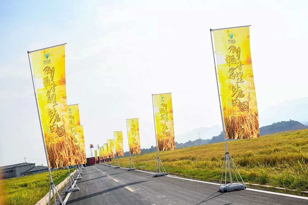 今夏最「野」的音樂節在衢州富里萬畝稻田唱響！據說錯過的人都後悔了 娛樂 第3張