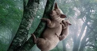 相信母猪上树的下一句是什么