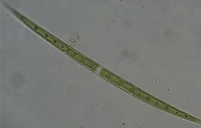 康洁水生物藻类图谱(图谱较全)