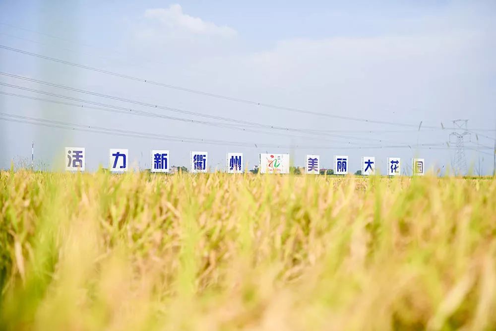 今夏最「野」的音樂節在衢州富里萬畝稻田唱響！據說錯過的人都後悔了 娛樂 第4張