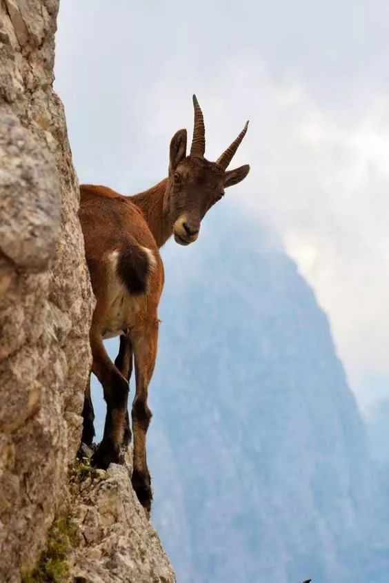 大自然真奇妙,山羊不仅攀岩走壁还能上山爬树!