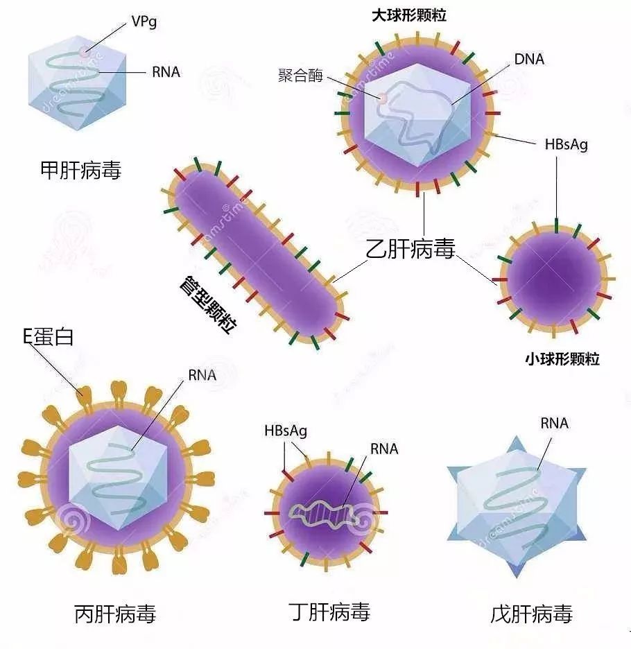 小弟:戊肝病毒四弟:丁肝病毒三哥:丙肝病毒二哥:乙肝病毒大哥:甲肝