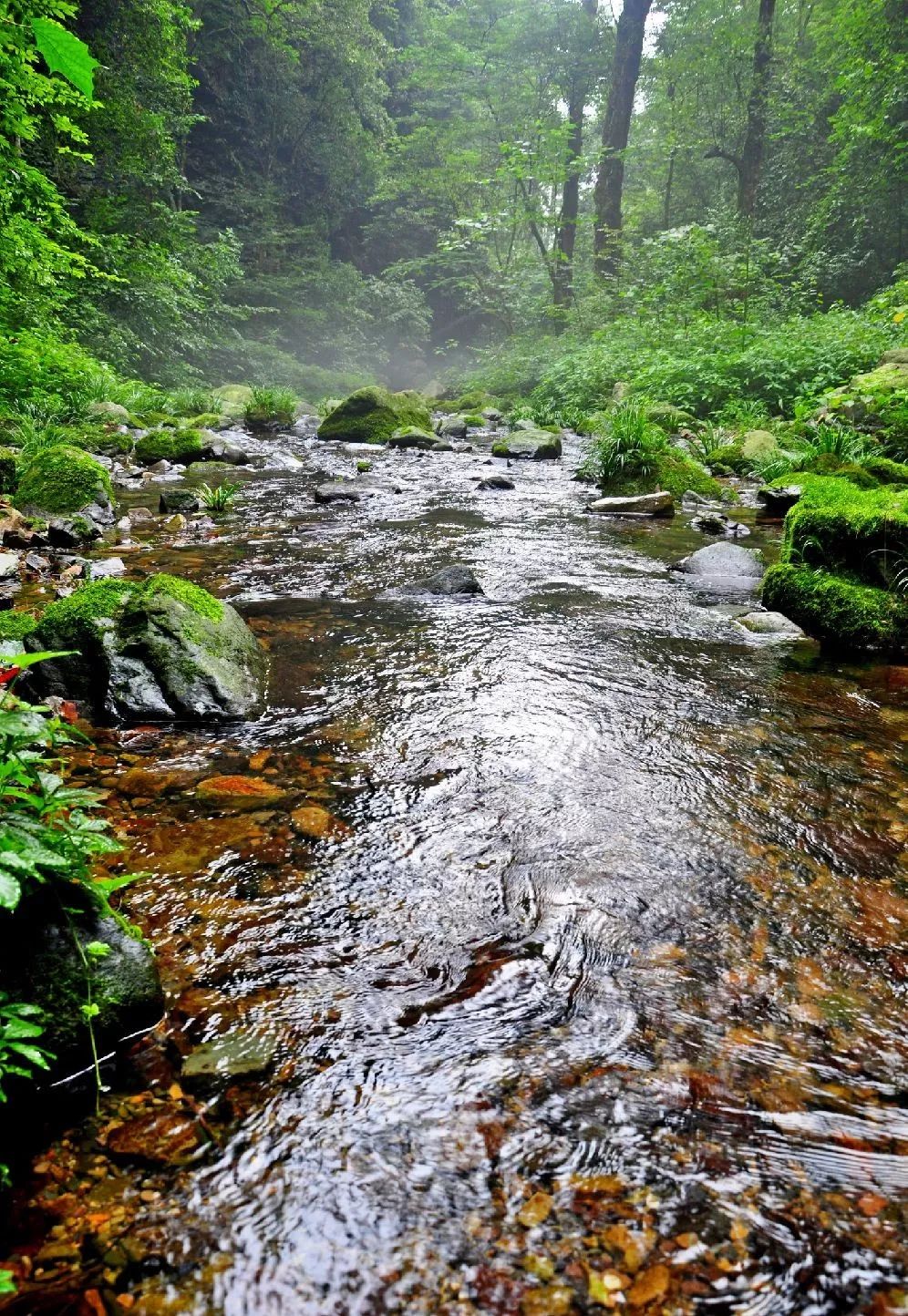 区内林海缝隙中险峡深涧,飞瀑流泉,奇峰拔地,鸟鸣猿啼,间或偶现一两栋