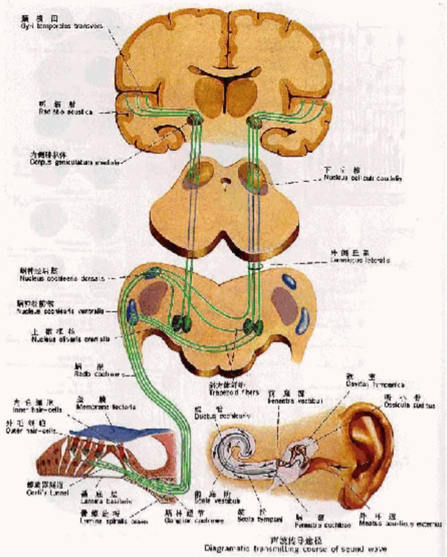 听觉中枢纵跨脑干,中脑,丘脑的大脑皮层,是感觉系统中最长的中枢通路