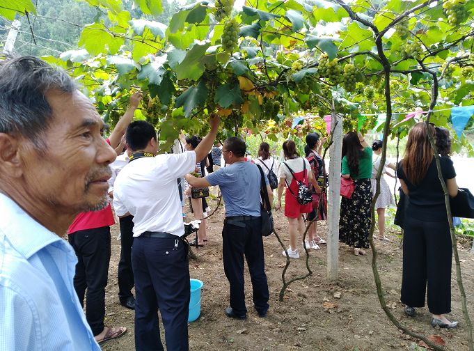 旅居习水隆兴葡萄节放开吃这都是给吃货打下的江山