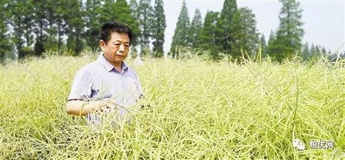 油菜科研的三次跨越:中国工程院院士,中国农业科学院副院长王汉中