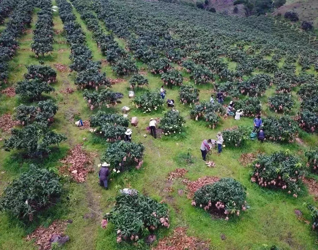 多图丽江华坪芒果熟了来不来