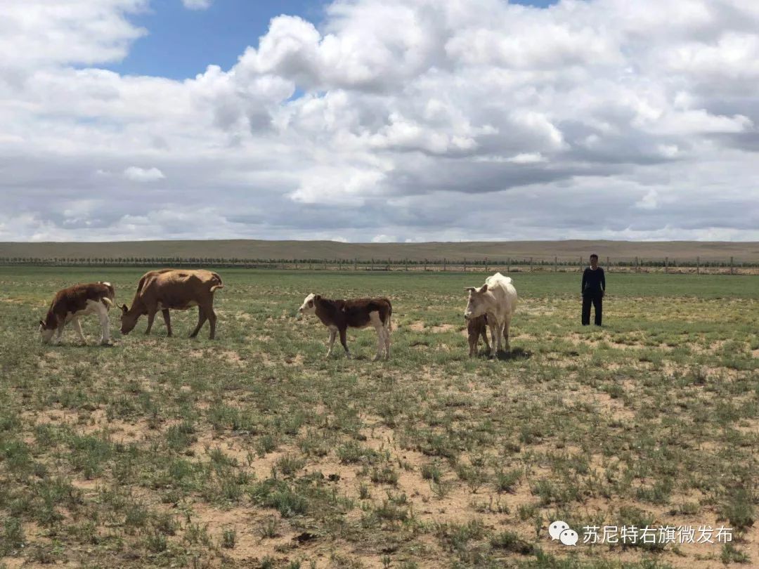 苏尼特右旗为牛羊上保险贫困牧民暖心得实惠